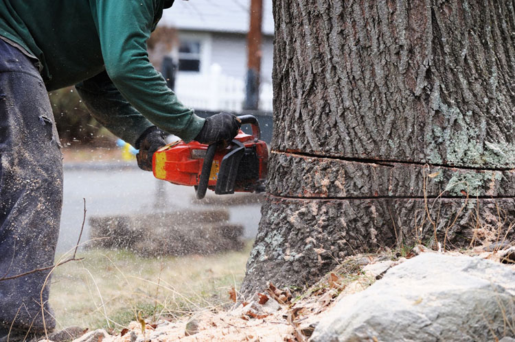 tree removal seminole fl

